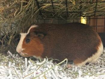 Rescue Guinea Pig Guinea Pigs for Adoption in Eugene, Oregon - Yuzu | PetCurious